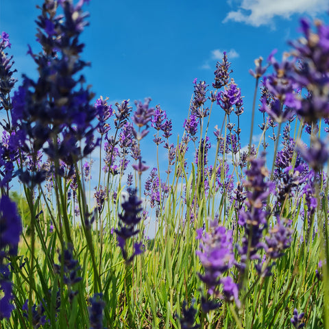 'Daisy' Pure Linen Lavender Bags